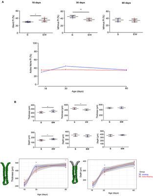 Lifelong Adaptation of Gastric Cell Proliferation and Mucosa Structure to Early Weaning-Induced Effects